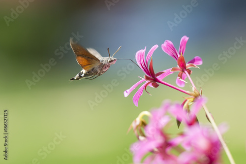 hummingbird hawk-moth Macroglossum stellatarum feeding on pink flowers