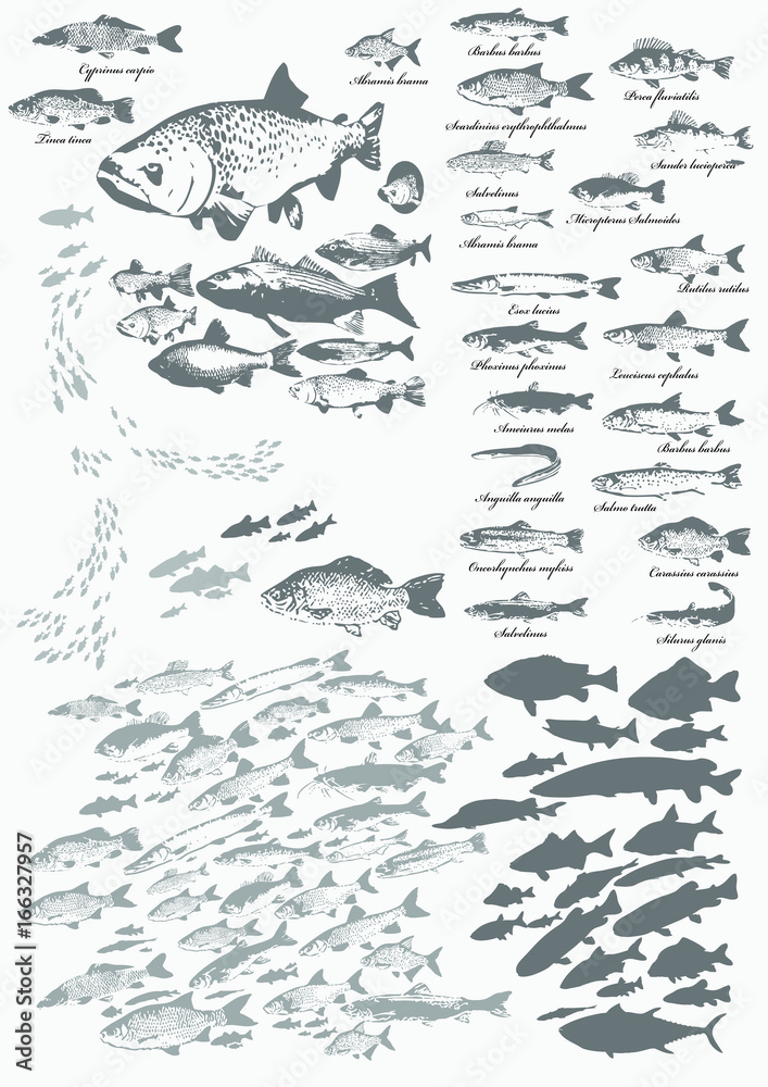 Obraz premium Fische, heimische Frischwasserfische, Fischschwarm