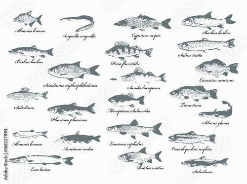 Fischlexikon, heimische Frischwasserfische © animgoberlin