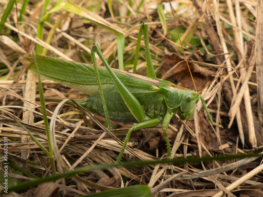 big green cricket grasshopper big green cricket grasshopper