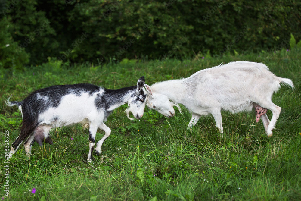 Fototapeta premium Two goats are bumping against each other. Competition. Confrontation.