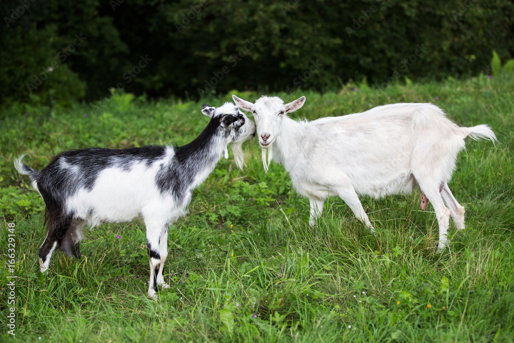 Two goats on a meadow. Muzzles to each other. Communication. Two goats on a meadow. Muzzles to each other. Communication.