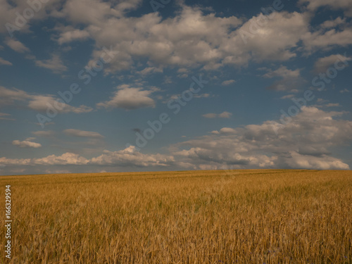 cornfield under the cloudy sky