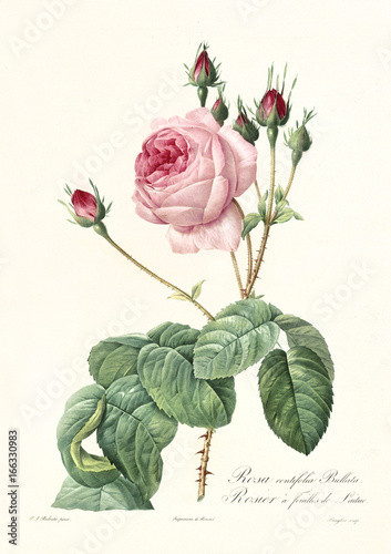 Old illustration of Lettuce Rose (Rosa centifolia bullata). Created by P. R. Redoute, published on Les Roses, Imp. Firmin Didot, Paris, 1817-24 photo