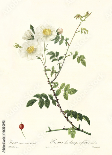 Old illustration of Field Rose (Rosa arvensis ovata). Created by P. R. Redoute, published on Les Roses, Imp. Firmin Didot, Paris, 1817-24 photo