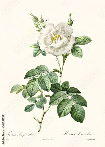 Old illustration of Rosa alba flore pleno. Created by P. R. Redoute, published on Les Roses, Imp. Firmin Didot, Paris, 1817-24