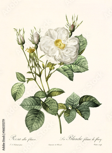 Old illustration of Rosa alba foliacea. Created by P. R. Redoute, published on Les Roses, Imp. Firmin Didot, Paris, 1817-24
