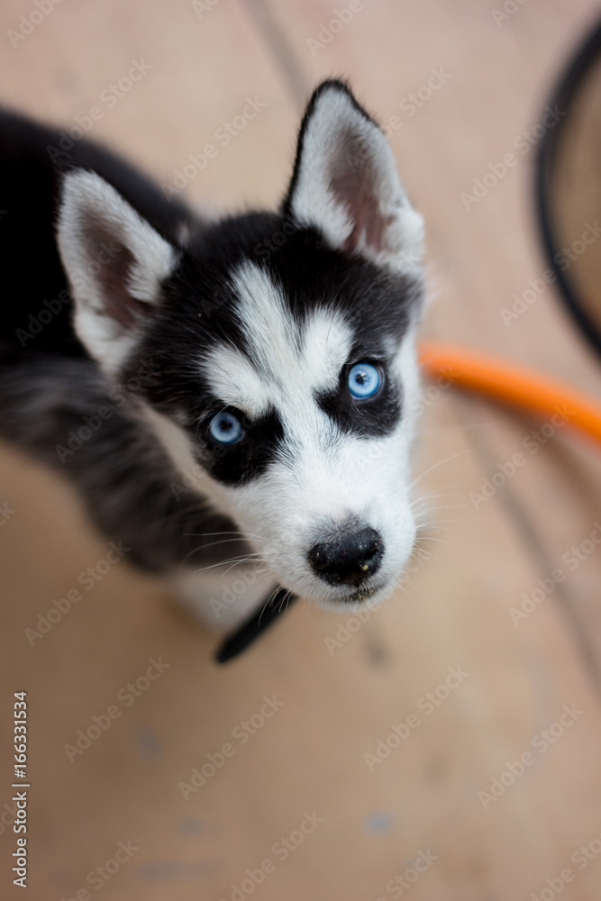Adorable little puppy of husky portrait.