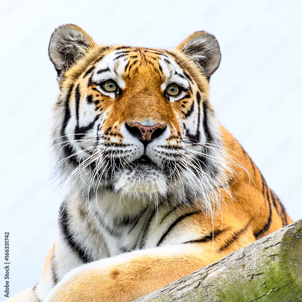 Fototapeta premium Siberian Tiger