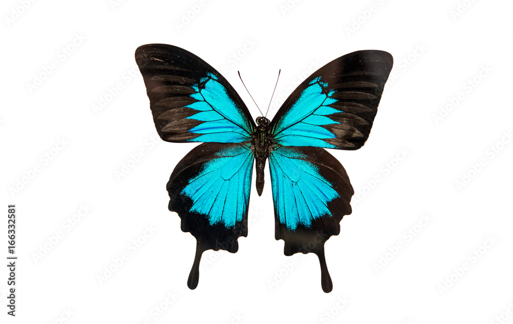Tropical butterfly isolated