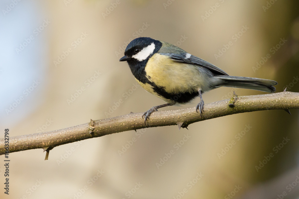 Kohlmeise (Parus major) Kohlmeise (Parus major)