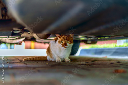 Fototapeta Naklejka Na Ścianę i Meble -  Red cat under the car