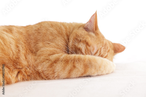 Fototapeta Naklejka Na Ścianę i Meble -  顔を隠す猫