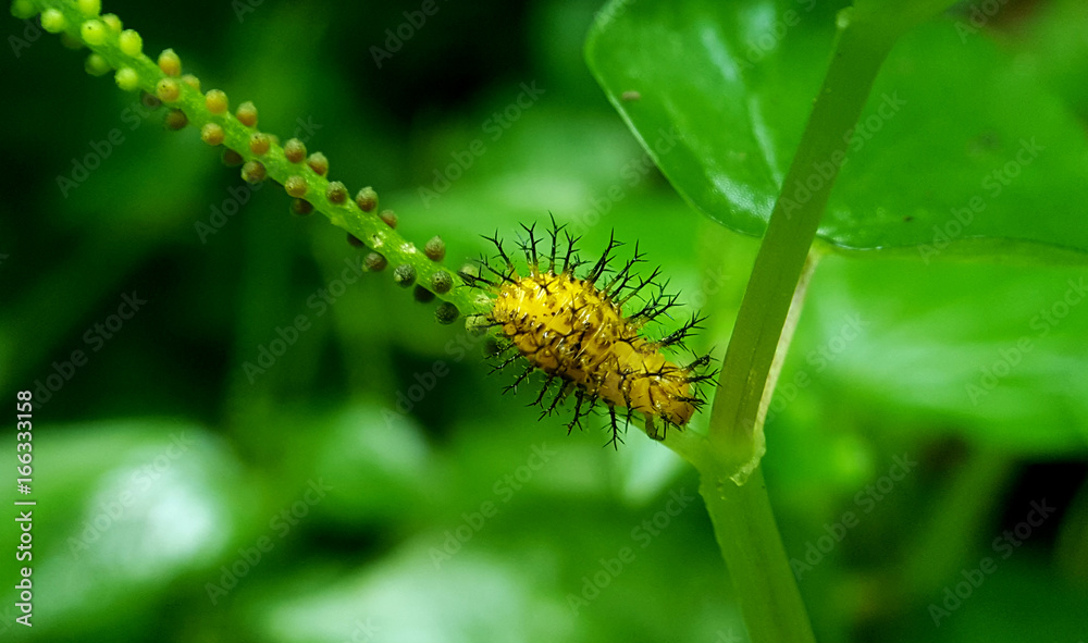Squash Lady Beetle Larva