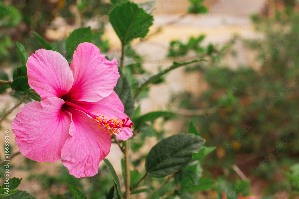 Pink hibiscus blossoms flowers over blurred nature background copy space Pink hibiscus blossoms flowers over blurred nature background copy space