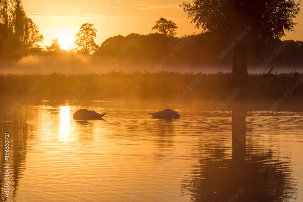 Pair of Mute Swans (Cygnus olor) sleeping on a serene peaceful golden pond at sunrise Pair of Mute Swans (Cygnus olor) sleeping on a serene peaceful golden pond at sunrise