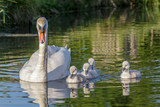 Mute Swan (Cygnus olor) adult and cute fluffy baby cygnets, swimming together on a sunny day