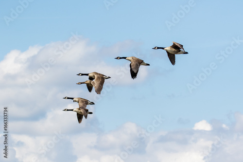 Fotografia, Obraz Group or gaggle of Canada Geese (Branta canadensis) flying, in flight against fl