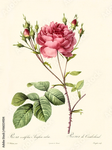 Old illustration of Rosa centifolia anglica rubra. Created by P. R. Redoute, published on Les Roses, Imp. Firmin Didot, Paris, 1817-24