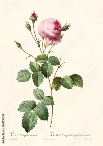 Old illustration of Rosa centifolia creanata. Created by P. R. Redoute, published on Les Roses, Imp. Firmin Didot, Paris, 1817-24