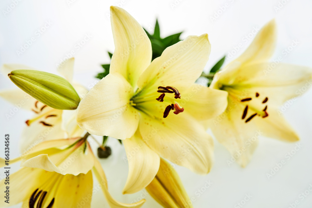 Obraz premium Macro view on yellow daylily
