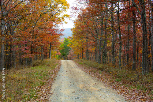 Dirt Road and Fall Trees