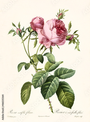 Old illustration of Rosa centifolia foliacea. Created by P. R. Redoute, published on Les Roses, Imp. Firmin Didot, Paris, 1817-24 photo