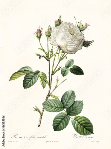 Old illustration of Rosa centifolia mutabilis. Created by P. R. Redoute, published on Les Roses, Imp. Firmin Didot, Paris, 1817-24 photo