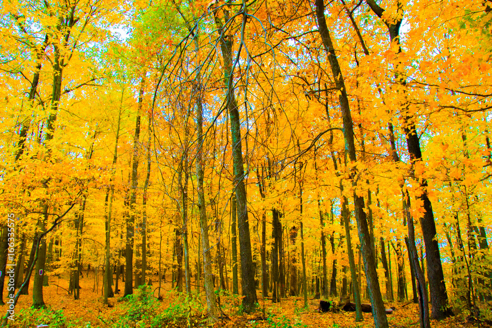 Fototapeta premium Yellow Leaves 