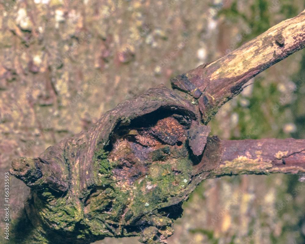 Close up of Tree Trunk Branch A Close up of Tree Trunk Branch A