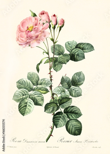 Old illustration of Rosa damascena aurora. Created by P. R. Redoute, published on Les Roses, Imp. Firmin Didot, Paris, 1817-24