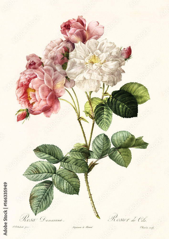 Photo & Art Print Old illustration of Rosa damascena