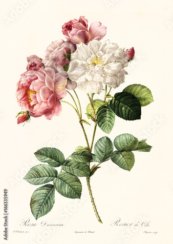 Fototapeta Old illustration of Rosa damascena