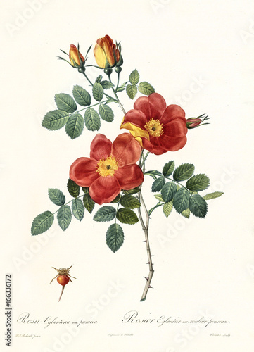 Old illustration of Rosa foetida bicolor. Created by P. R. Redoute, published on Les Roses, Imp. Firmin Didot, Paris, 1817-24