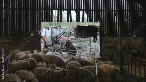 farmer cleaning out his barn with sheep enjoying fresh straw