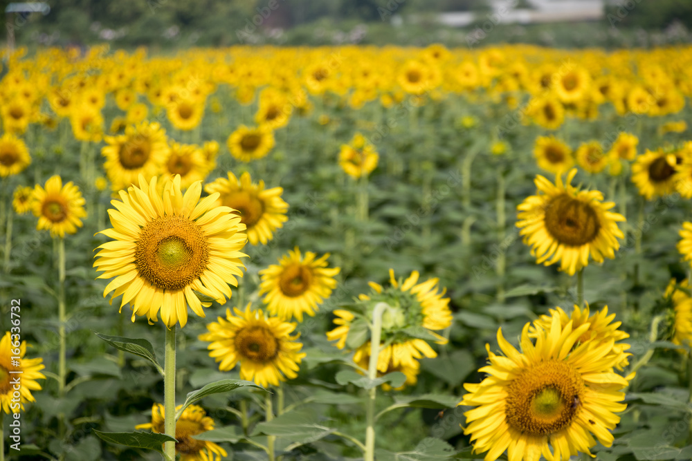 Beautiful yellow sunflower in the farm background Beautiful yellow sunflower in the farm background