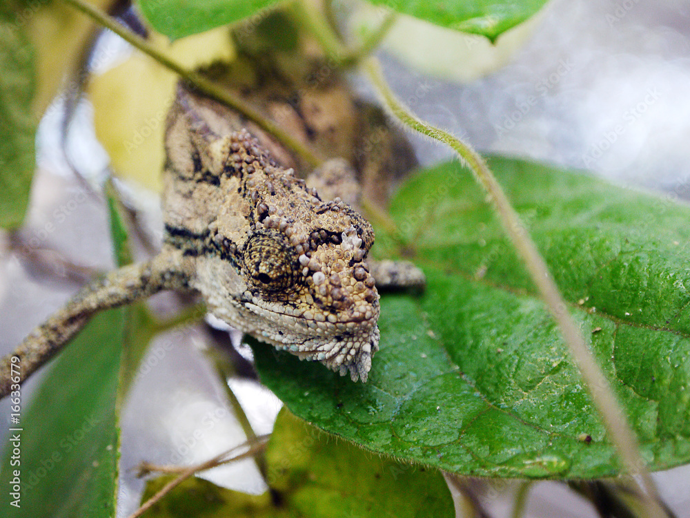 Obraz premium Thirsty chameleon