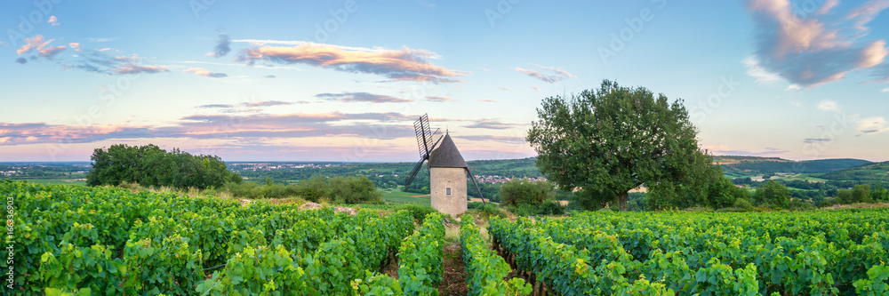Panorama of Vineyard with Windmill - Santenay, France - obrazy, fototapety, plakaty 