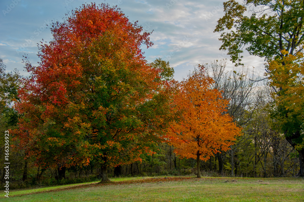 Obraz premium Fall Trees