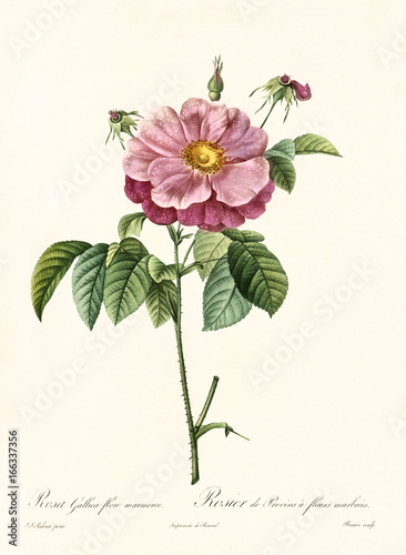Old illustration of Rosa gallica flore marmoreo. Created by P. R. Redoute, published on Les Roses, Imp. Firmin Didot, Paris, 1817-24 photo