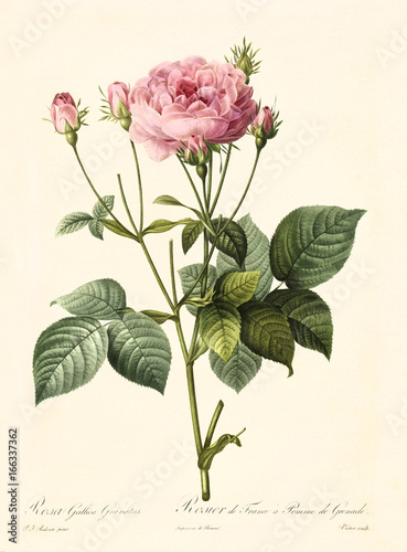 Old illustration of Rosa gallica granatus. Created by P. R. Redoute, published on Les Roses, Imp. Firmin Didot, Paris, 1817-24