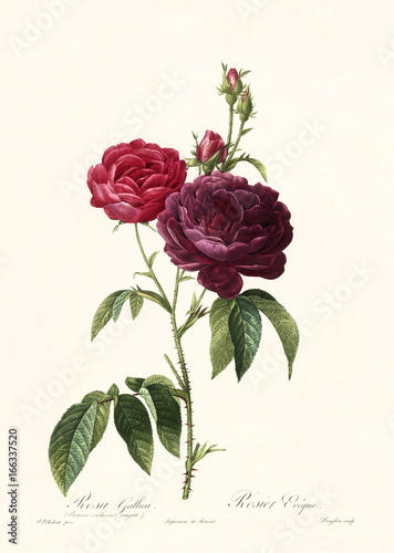 Old illustration of Rosa gallica purpuro violacea magna. Created by P. R. Redoute, published on Les Roses, Imp. Firmin Didot, Paris, 1817-24