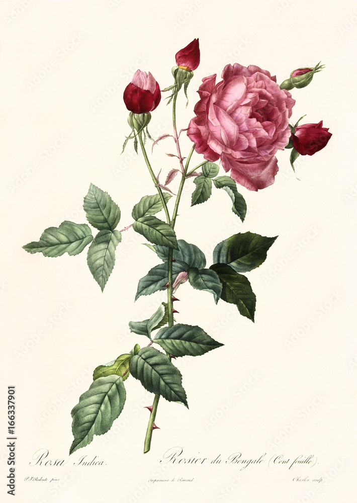 Rosa indica bis Rosa indica bis