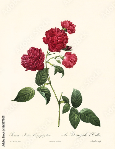 Old illustration of Rosa indica caryophyllea. Created by P. R. Redoute, published on Les Roses, Imp. Firmin Didot, Paris, 1817-24