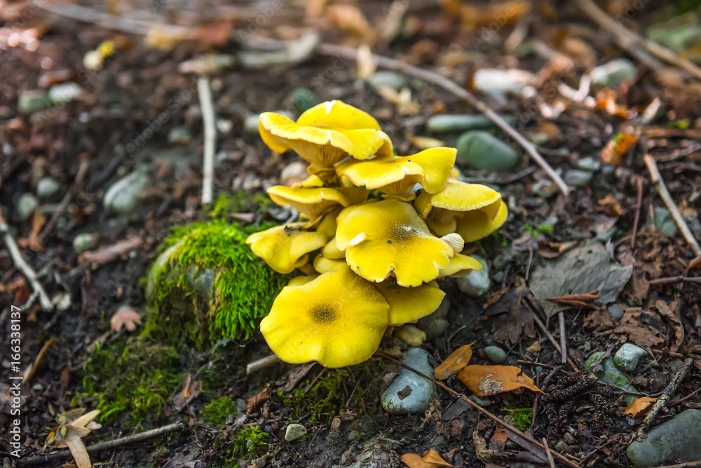 Mushrooms in the forest Mushrooms in the forest