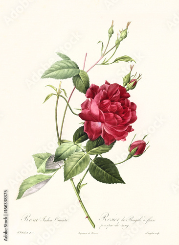 Old illustration of Rosa indica cuenta. Created by P. R. Redoute, published on Les Roses, Imp. Firmin Didot, Paris, 1817-24