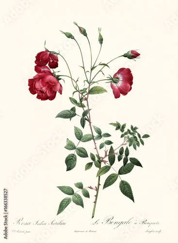 Old illustration of Rosa indica sertulata. Created by P. R. Redoute, published on Les Roses, Imp. Firmin Didot, Paris, 1817-24