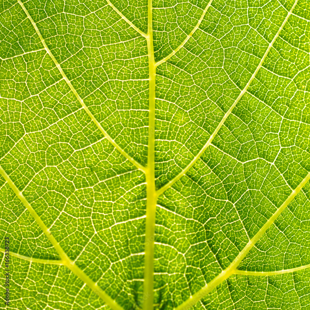 Grape leaves texture leaf background macro green light closeup Grape leaves texture leaf background macro green light closeup