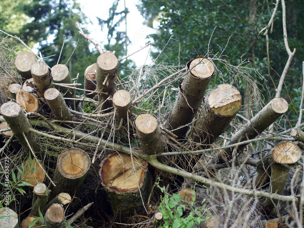 Fototapeta premium Baumstämme 