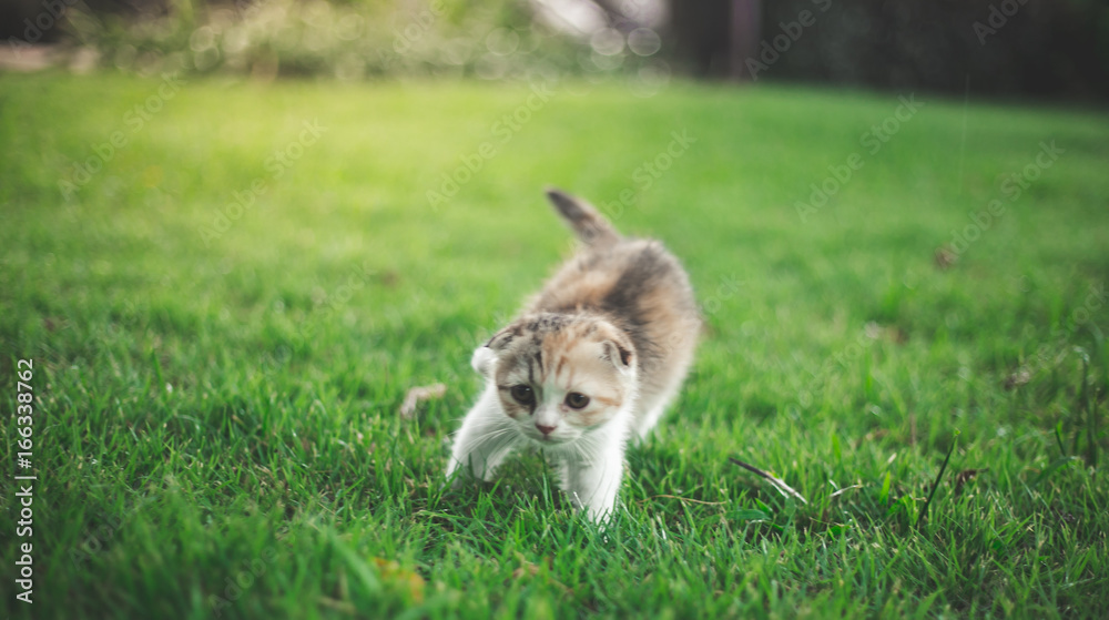 Little Cat playing with in grass Little Cat playing with in grass